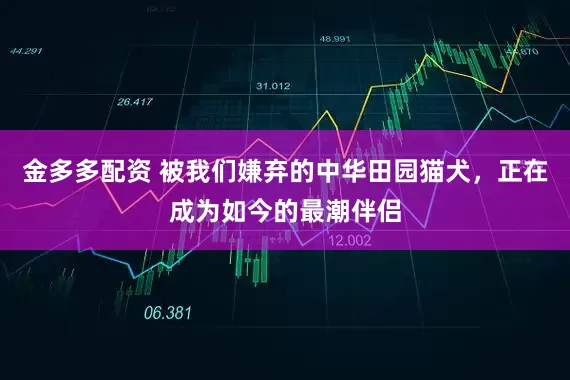 金多多配资 被我们嫌弃的中华田园猫犬，正在成为如今的最潮伴侣